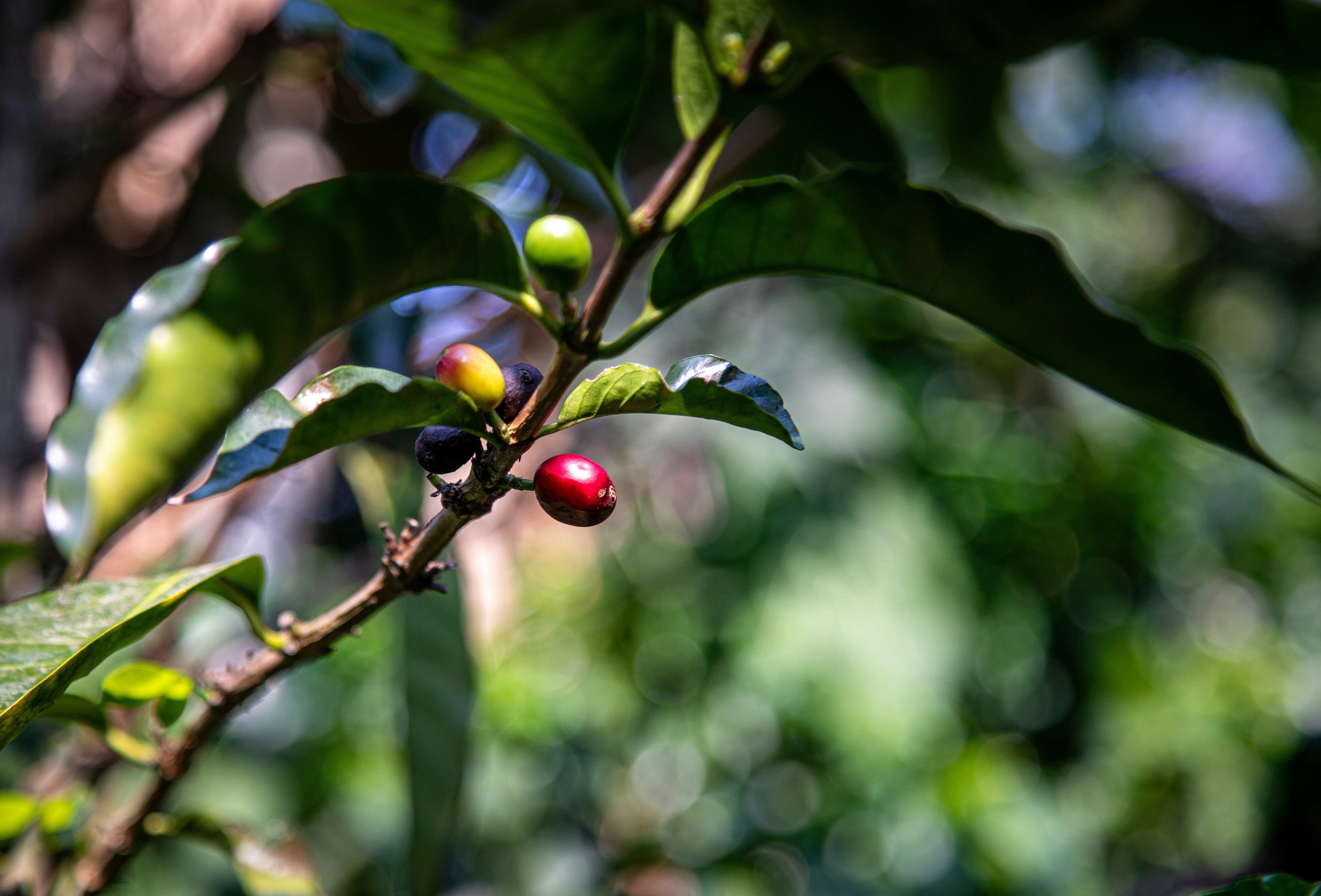 Sustainable Coffee: What It Really Means and Why It Matters